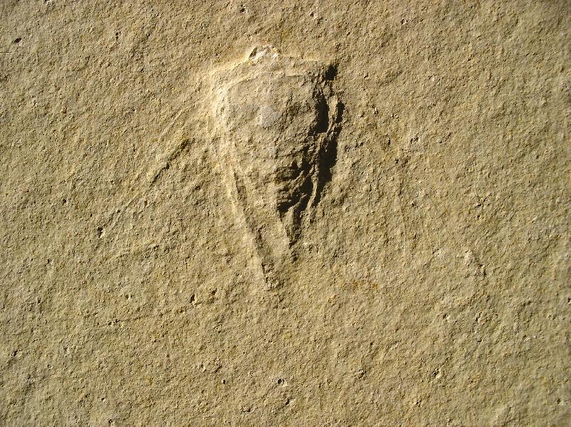 Prolystra lithographica Bild &copy;